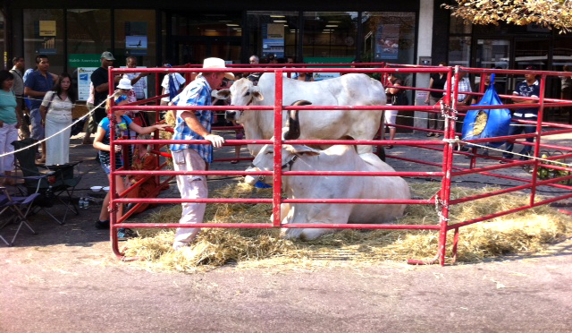 Real Live Bulls in Jackson Heights?
